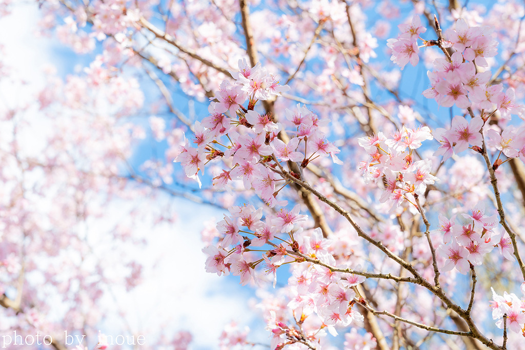 綺麗で美しい桜から元気を♪