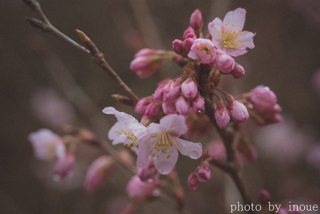 桜の季節に♪