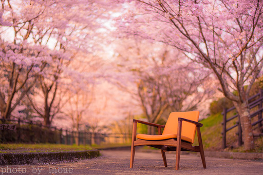 ロビンソンチェアと桜.jpg