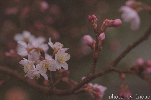 桜の季節2.jpg