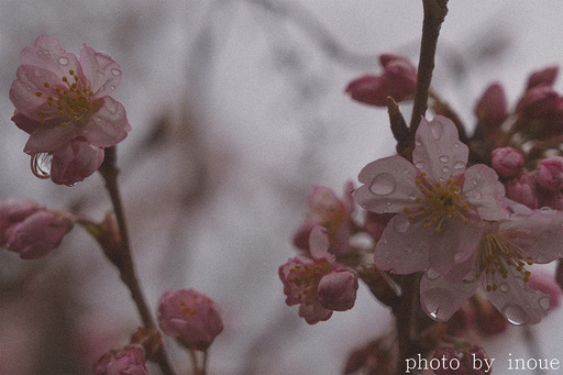 桜の季節3.jpg