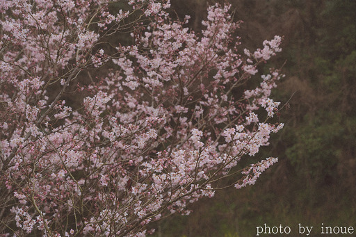 桜の季節4.jpg