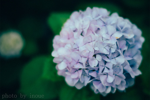 紫陽花フォト1.jpg