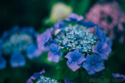 紫陽花フォト2.jpg