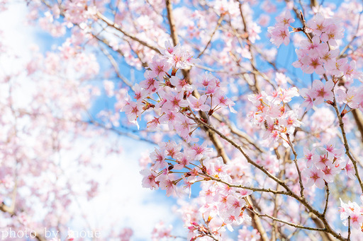 近所の桜1 のコピー.jpg
