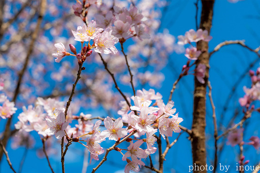近所の桜2 のコピー.jpg