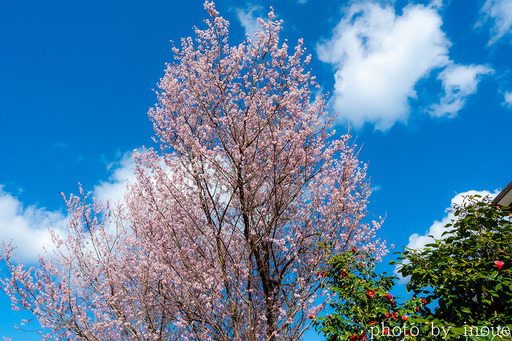 近所の桜4 のコピー.jpg
